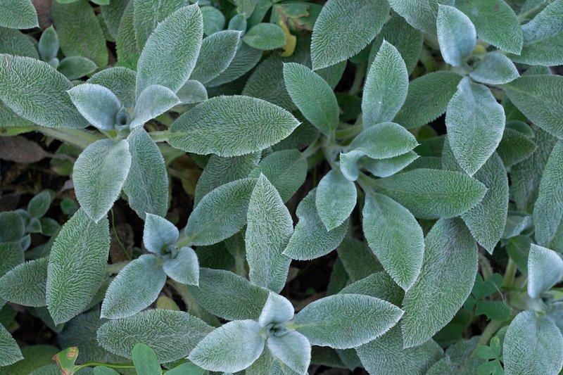How To Cleanse Your House With Sage: Burning Sage Ritual